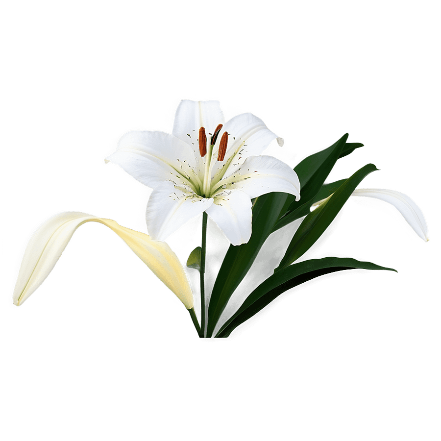 Minimalist Lily Graphic PNG ete