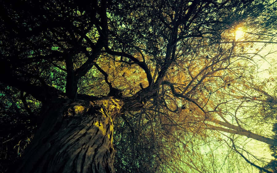 Cena de Bosque com Copas de Árvores Iluminadas pelo Sol