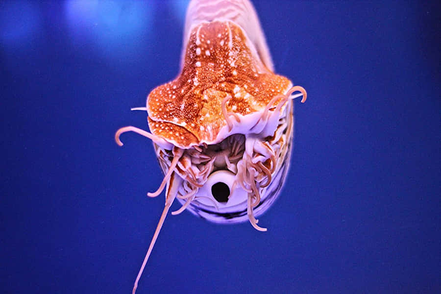 Nautilus im blauen Wasser