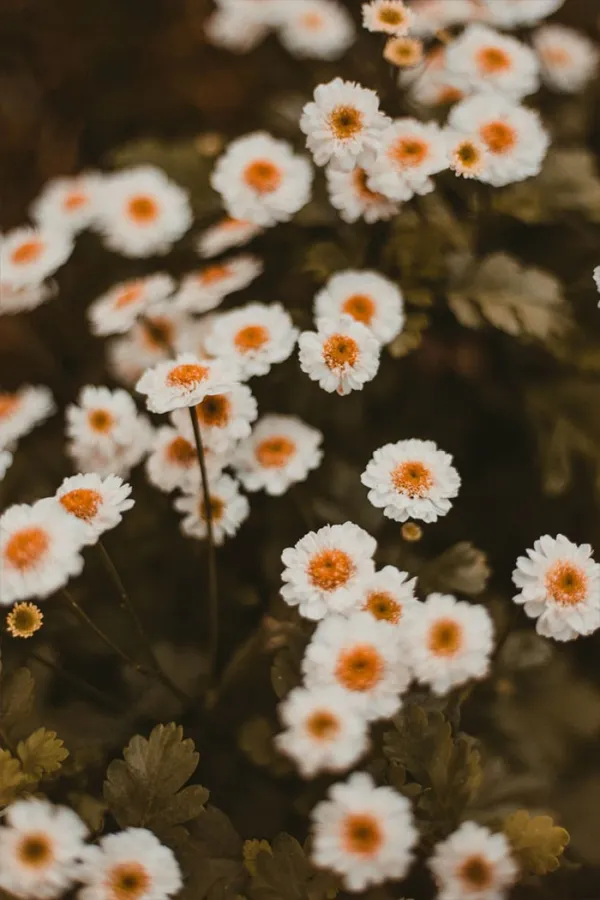 Daisies Background