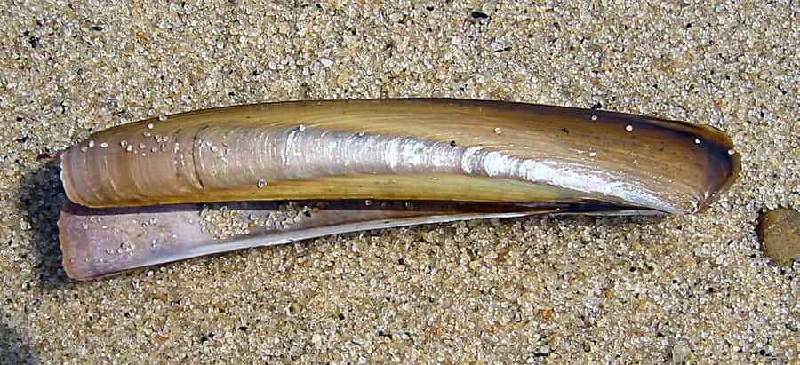 Clam de Lâmina em Praia de Areia