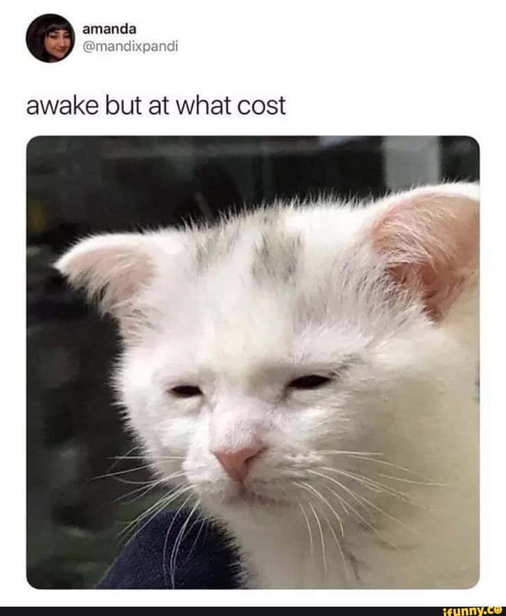 Funny Meme pictures