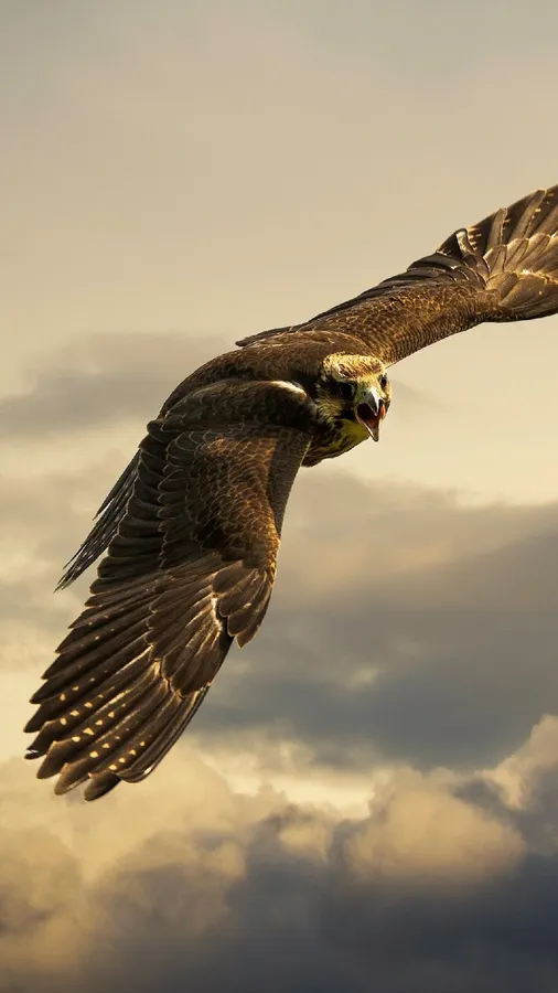Eagle Iphone