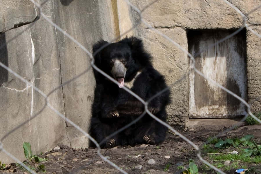 EinBär sitzt in einem Käfig.