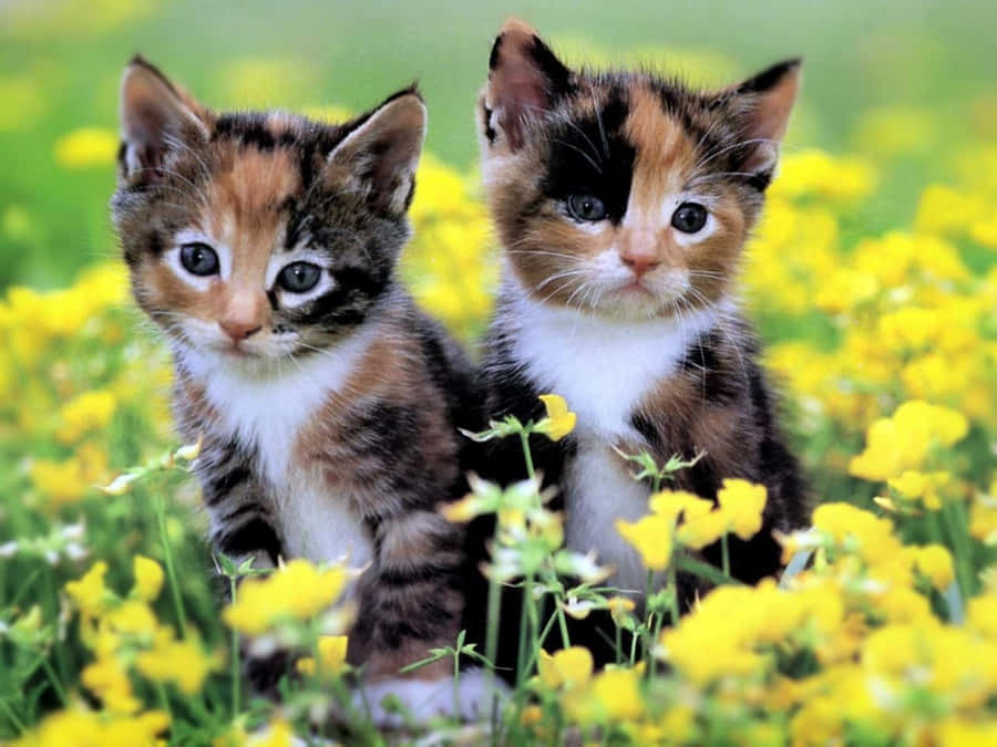Gatinhospreciosos brincando juntos.