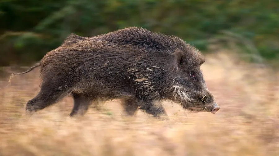 Hog
