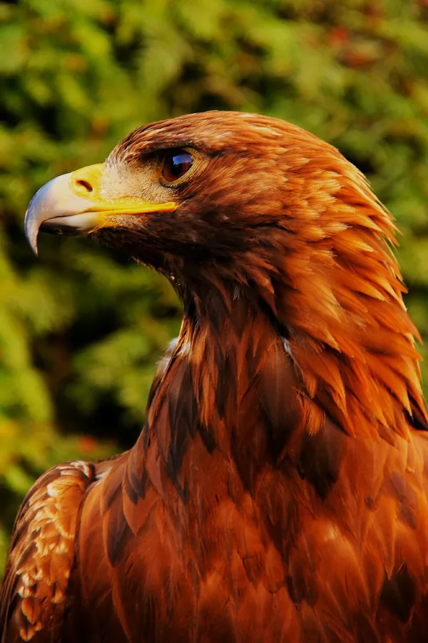 Eagle Iphone