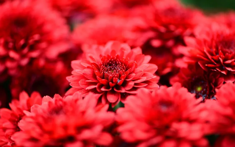 Red Flower Background