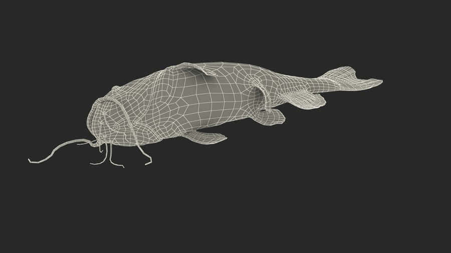 Modello 3D Wireframe di Pesce Gatto