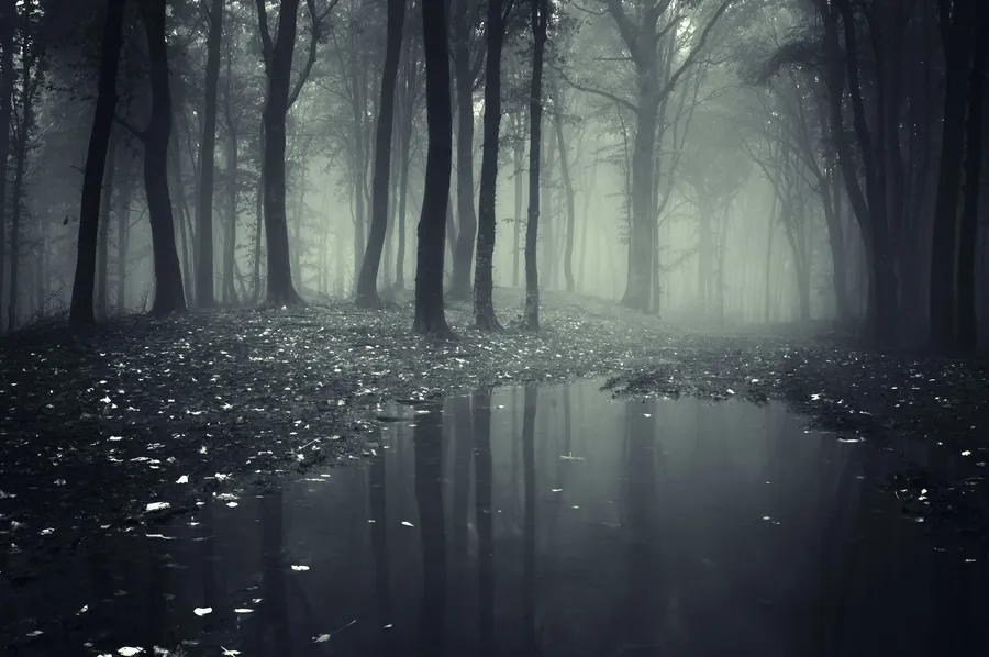 Anime Forest Background