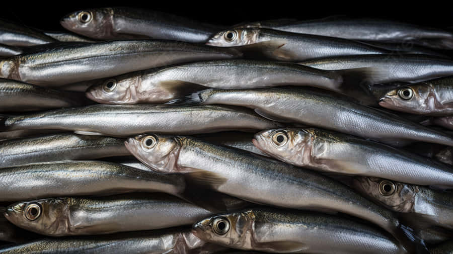 Mucchio di Pesci Smelt Freschi
