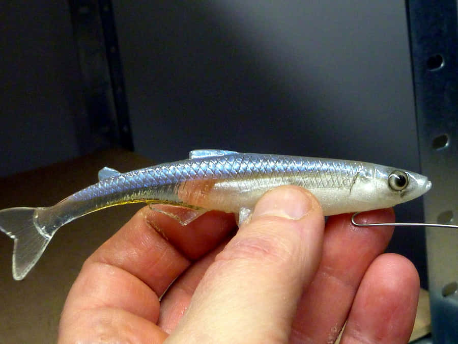 Mano che Tiene un Pesce Smelt