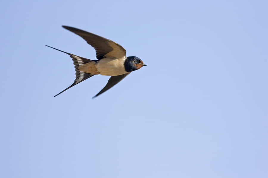 Schwalbe im Flug.jpg