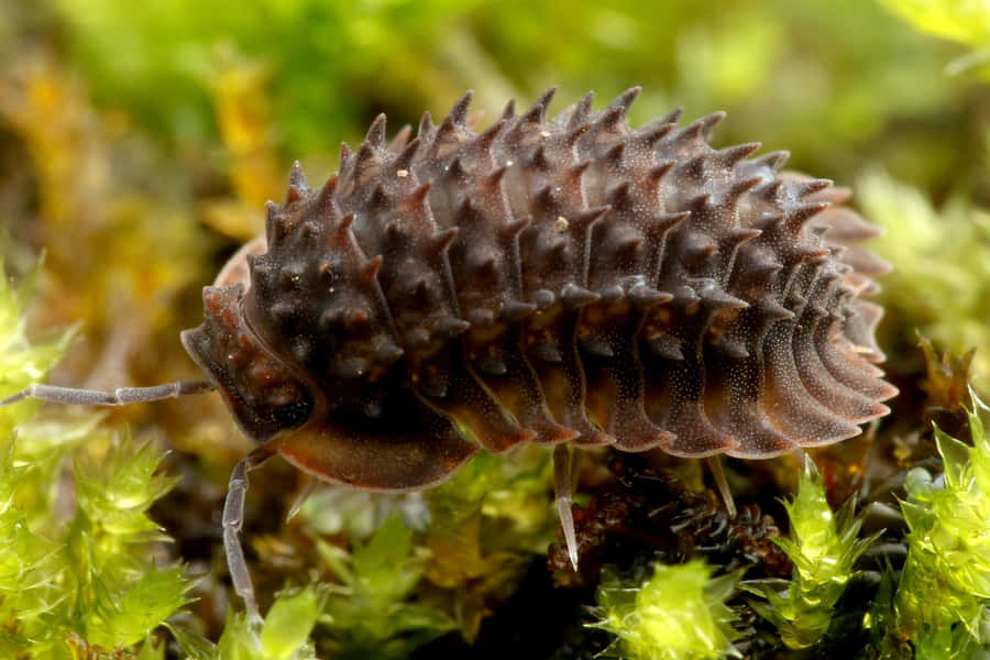 Nærbillede af Isopod på Mos
