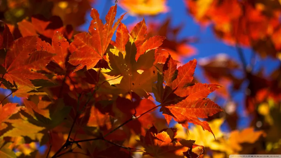 Fall Laptop