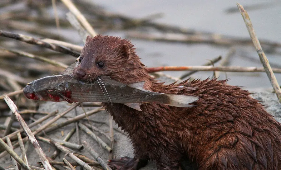 Brown Mink Catching A Fish