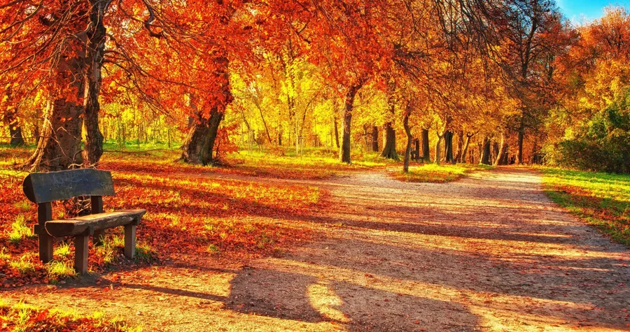 Fall Scenes
