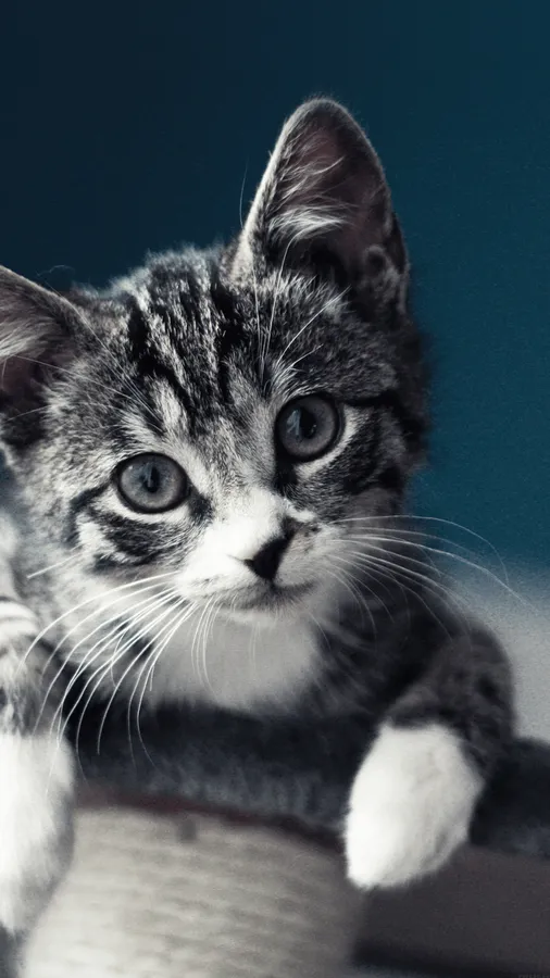 Kitten On A Hat