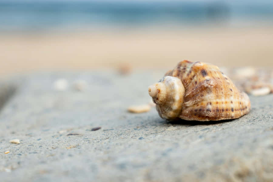 Muschel am Sandstrand