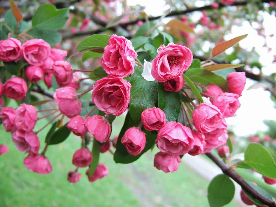 Alberodi Fiori Sbalorditivo in Piena Fioritura