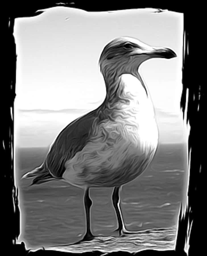 Monochrome Seagull Portrait