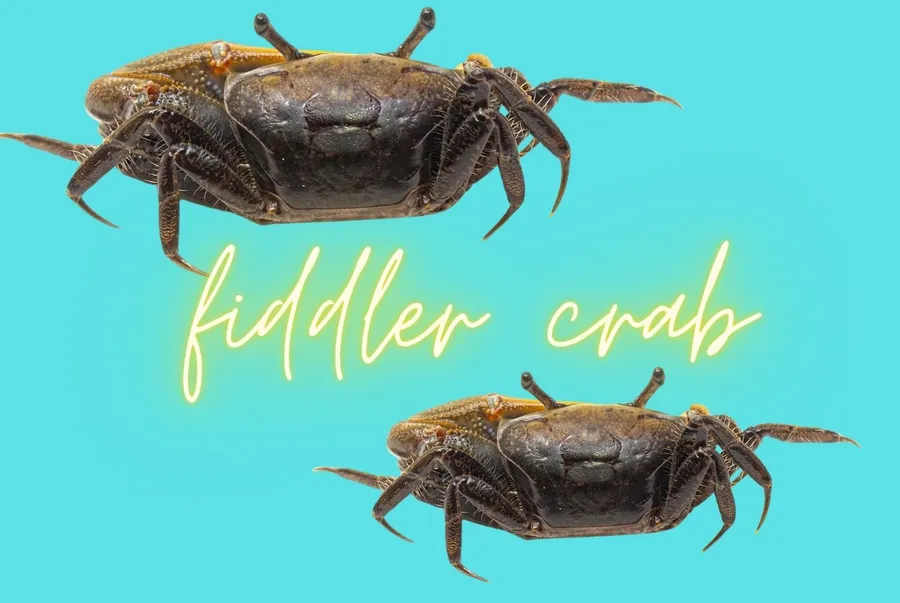 Fiddler Crabson Blue Background