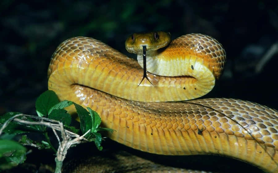 AvvincenteSerpente Giallo