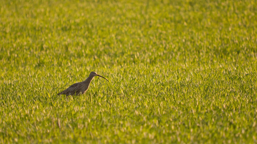 Curlew em Campo Gramado