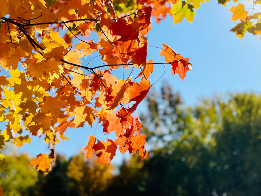 Fall Background