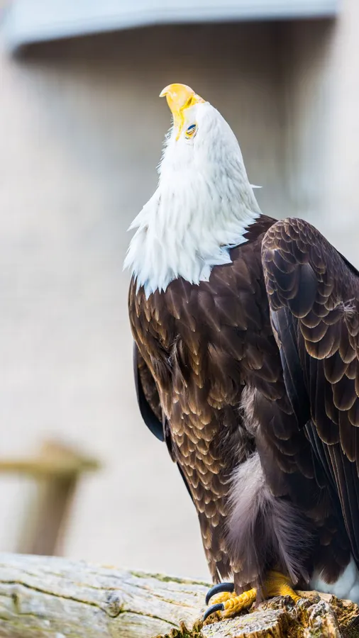 Eagles background