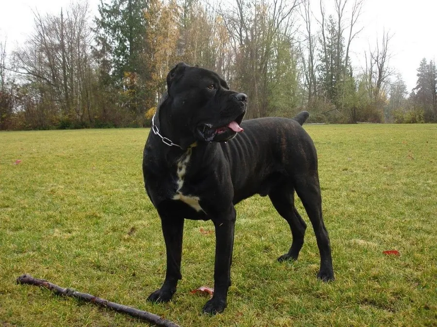 Cane Corso background