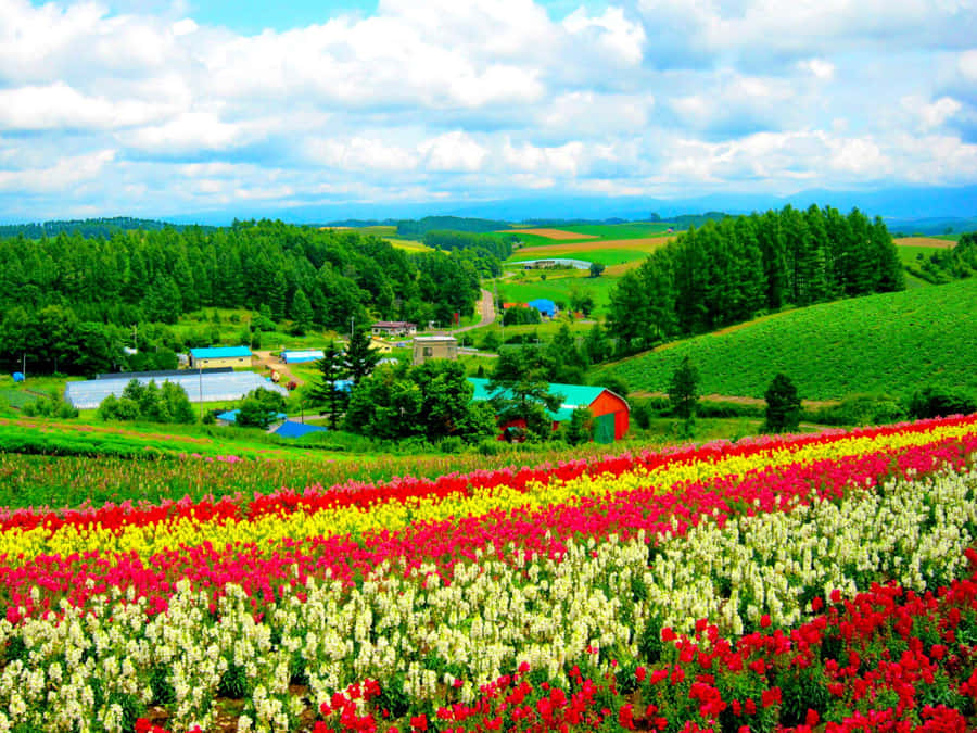 Vibrante Blomsterblomster i Bakkeland