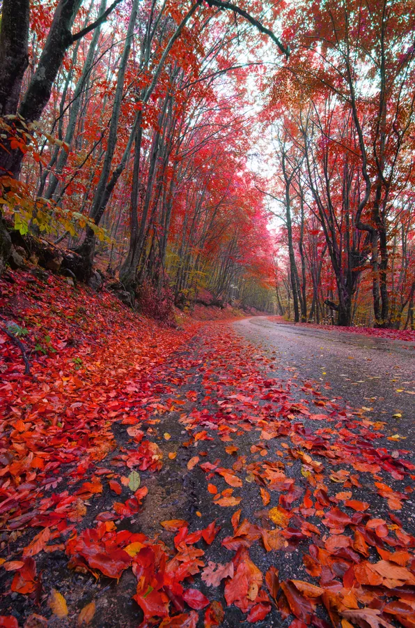 Red Tree
