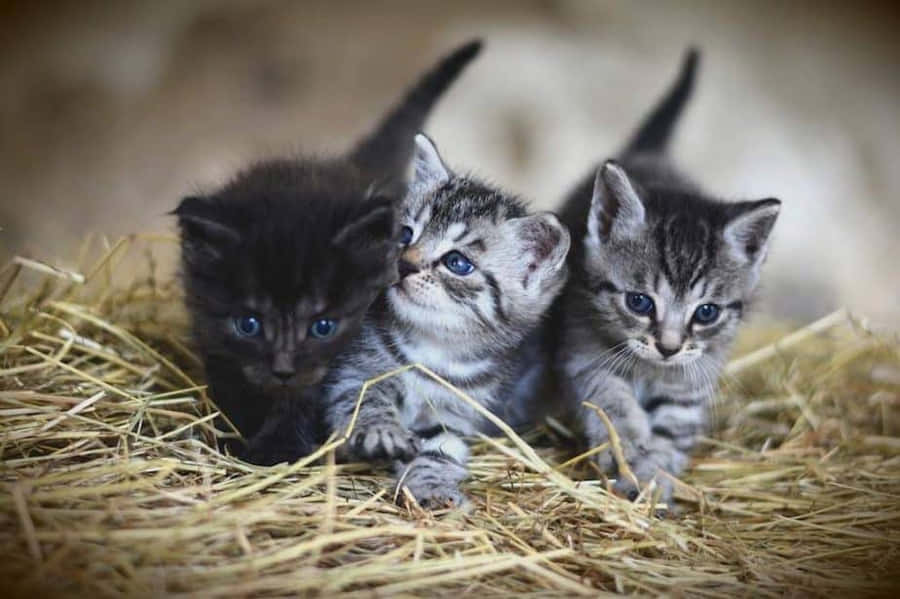 !De sødeste Maine Coon Killinger nogensinde!