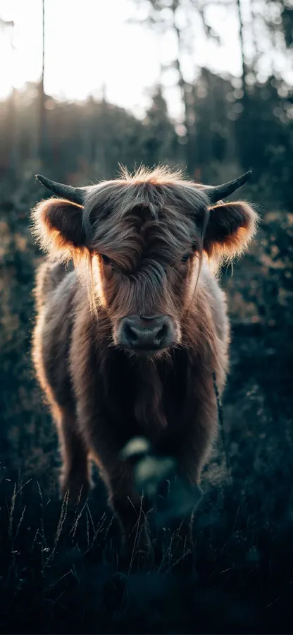 Cow background