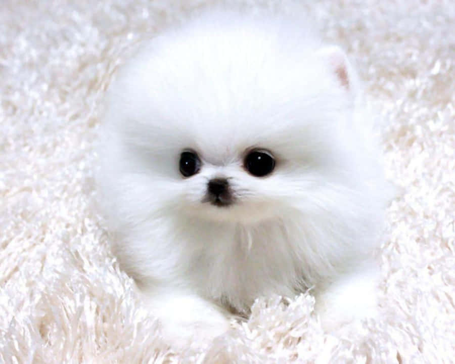 Pomeranian hvalpebilleder 1280 x 1024