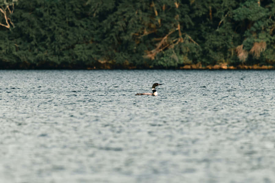 Loon Nadando no Lago