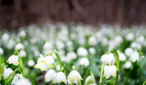 Vita snödroppar med gula centra blommar i en skogsglänta.