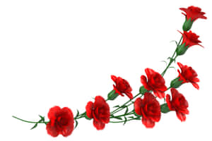 Diagonal branch of red carnations with green stems and buds on white background. — 3000x2000 Picture