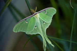 A green luna moth resting on a blade of grass in a natural setting. — 3000x2000 Picture