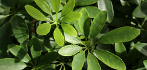 Vibrant green palmate leaves illuminated by sunlight with soft shadows. — 3040x1440 Picture