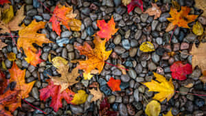 Fall leaves scattered on smooth gray river stones.