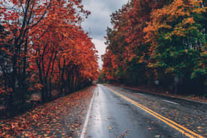 Wet road lined with vibrant autumn trees under cloudy sky — 4K Fall Picture