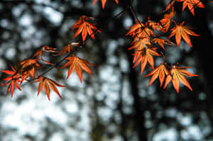 Orange maple leaves glowing in autumn sunlight with blurred forest background.