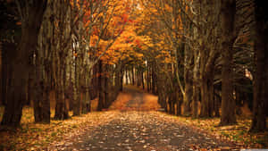 A forest path covered in fallen autumn leaves under tall trees.