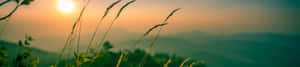 Sunset over misty mountains with grass silhouettes in foreground — Green Nature Picture