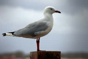 Gaviota Posada en un Poste