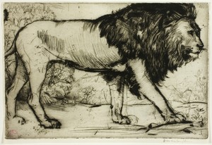 A Lion by Donald Shaw MacLaughlan, created 1900, in Etching and drypoint in black on ivory laid paper. Download this artwork as a high-resolution wallpaper for — Donald Shaw MacLaughlan Wallpaper