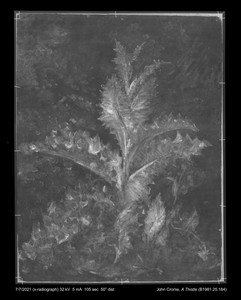 A Thistle by John Crome, in Oil on board. Download this artwork as a high-resolution wallpaper for desktop, tablet, or mobile. — Art Picture