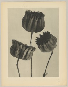Abutilon by Karl Blossfeldt, created 1928, in photogravure. Download this artwork as a high-resolution wallpaper for desktop, tablet, or mobile. — Art Picture